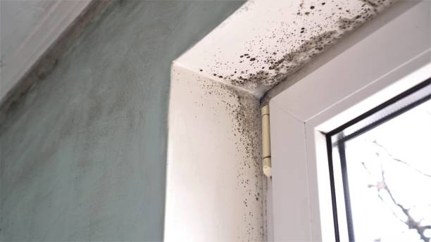 Best Crawl Space Mold Removal  in Gardere, LA