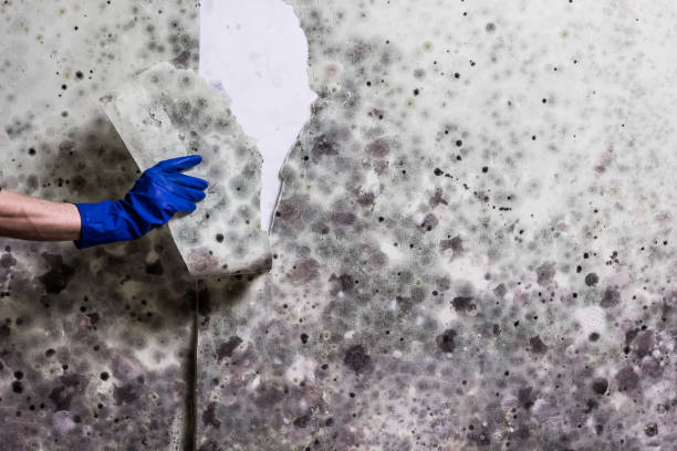 Attic Mold Removal in Gardere, LA